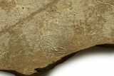 Cruziana (Fossil Trilobite Trackway) - Morocco #375456-3